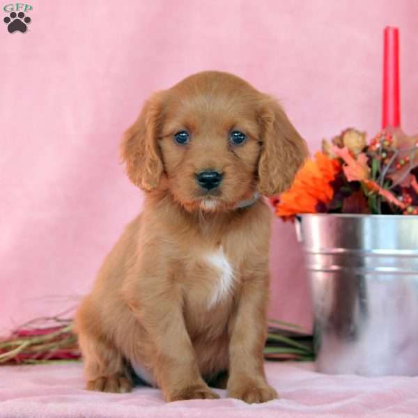 Cinnamon, Cavalier King Charles Mix Puppy