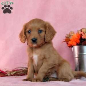 Cinnamon, Cavalier King Charles Mix Puppy