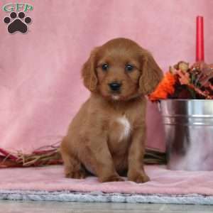 Cinnamon, Cavalier King Charles Mix Puppy