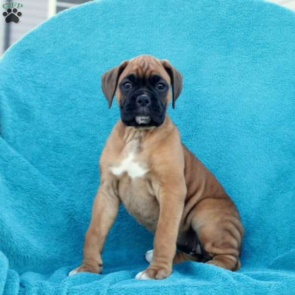 Clarabelle, Boxer Puppy