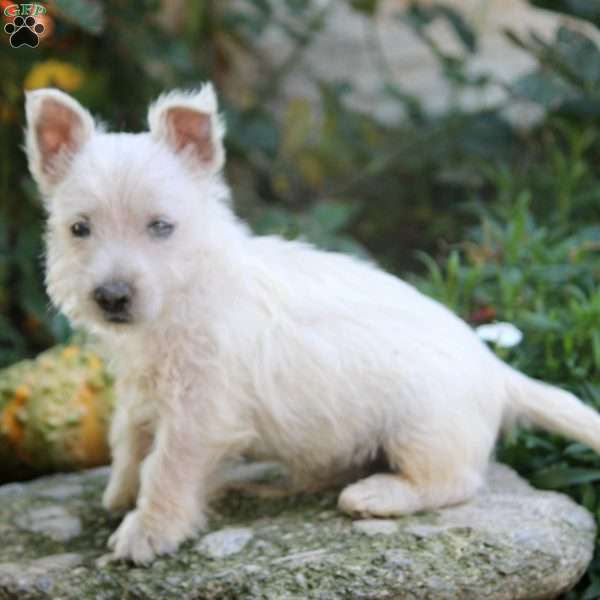 Clark, West Highland Terrier Puppy