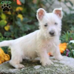 Clark, West Highland Terrier Puppy