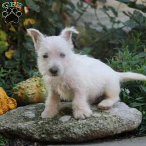 Clark, West Highland Terrier Puppy