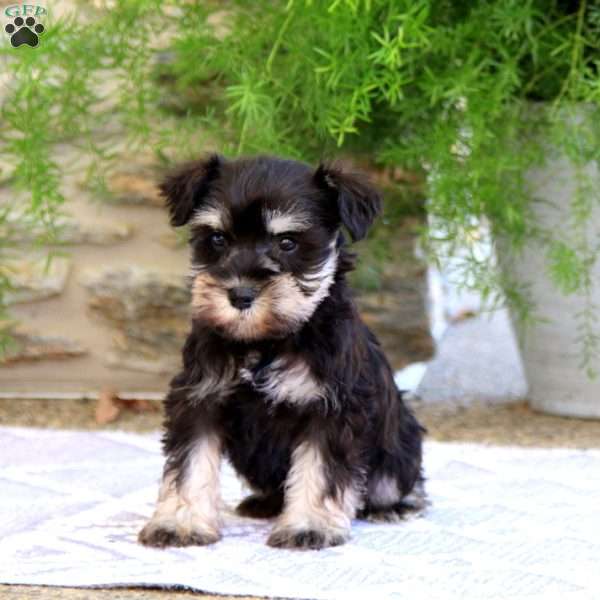 Classy, Miniature Schnauzer Puppy