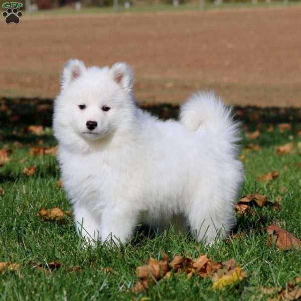 Classy, Samoyed Puppy