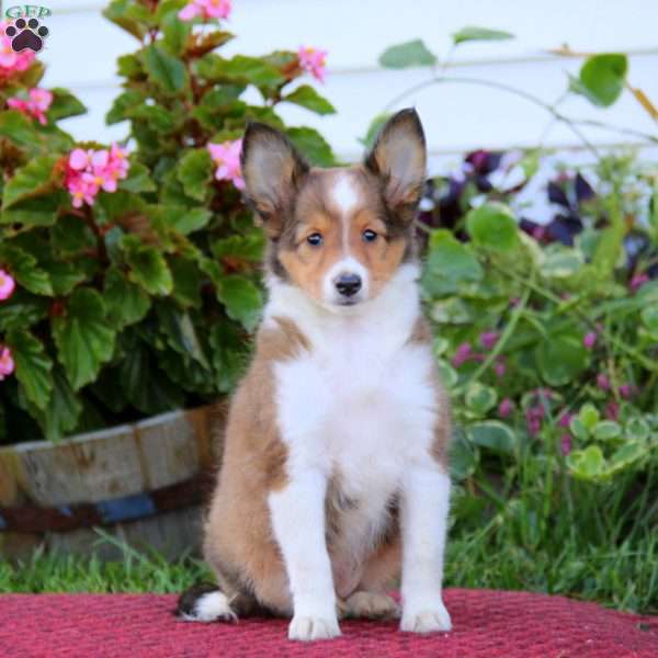 Classy, Sheltie Puppy