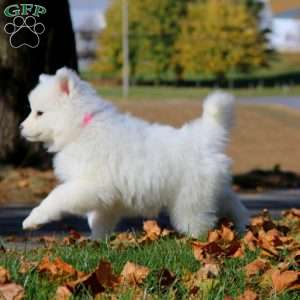 Classy, Samoyed Puppy