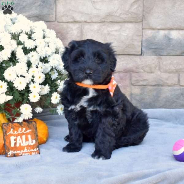 Clover, Portuguese Water Dog Puppy