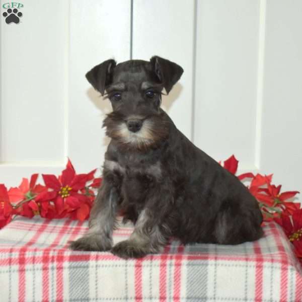 Clover, Miniature Schnauzer Puppy