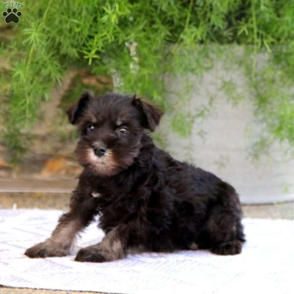 Clover, Miniature Schnauzer Puppy