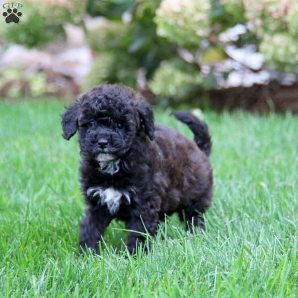 Clover, Miniature Poodle Puppy