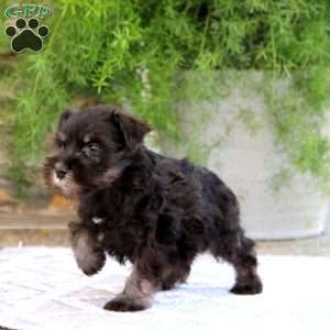 Clover, Miniature Schnauzer Puppy