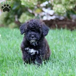 Clover, Miniature Poodle Puppy