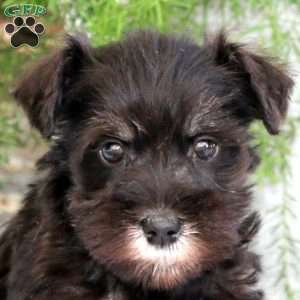 Clover, Miniature Schnauzer Puppy