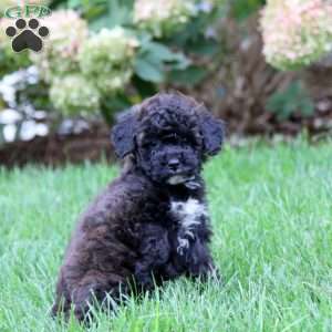 Clover, Miniature Poodle Puppy