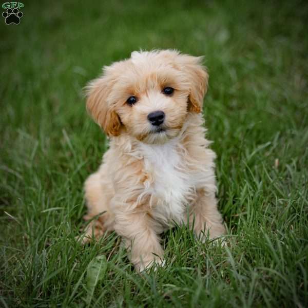 Clyde, Maltipoo Puppy