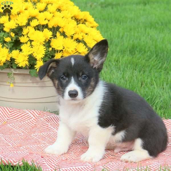 Clyde, Pembroke Welsh Corgi Puppy