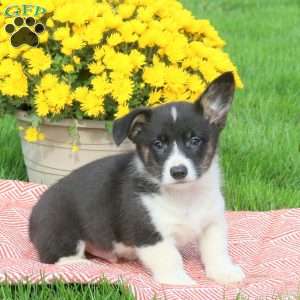 Clyde, Pembroke Welsh Corgi Puppy