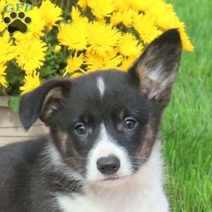 Clyde, Pembroke Welsh Corgi Puppy