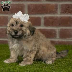 Coco, Havanese Puppy