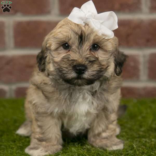 Coco, Havanese Puppy