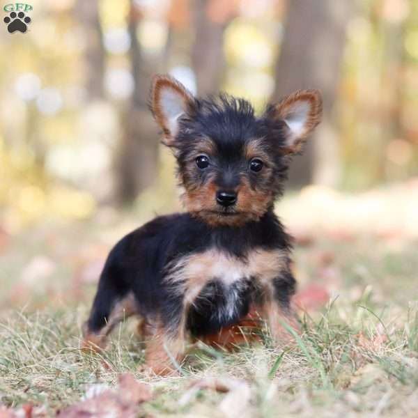 Coco, Yorkie Puppy