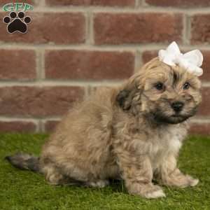 Coco, Havanese Puppy