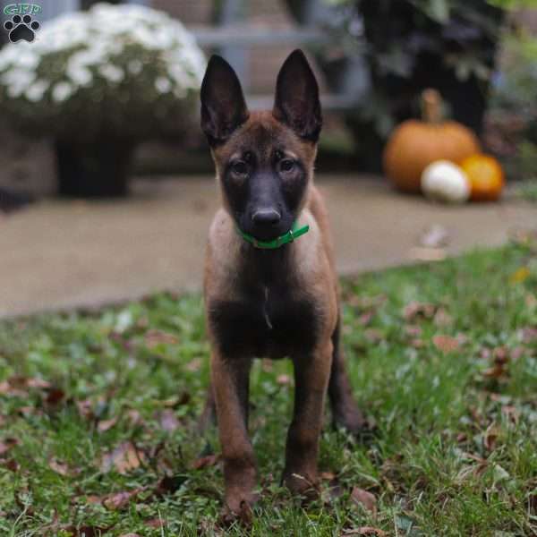 Coco, Belgian Malinois Puppy