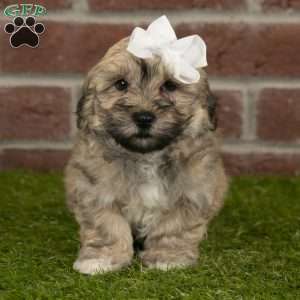 Coco, Havanese Puppy