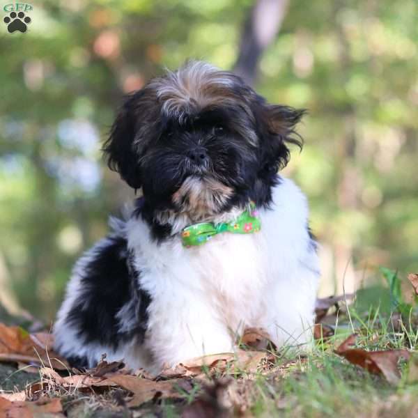 Cody, Shih Tzu Puppy