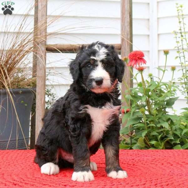 Cody, Bernedoodle Puppy