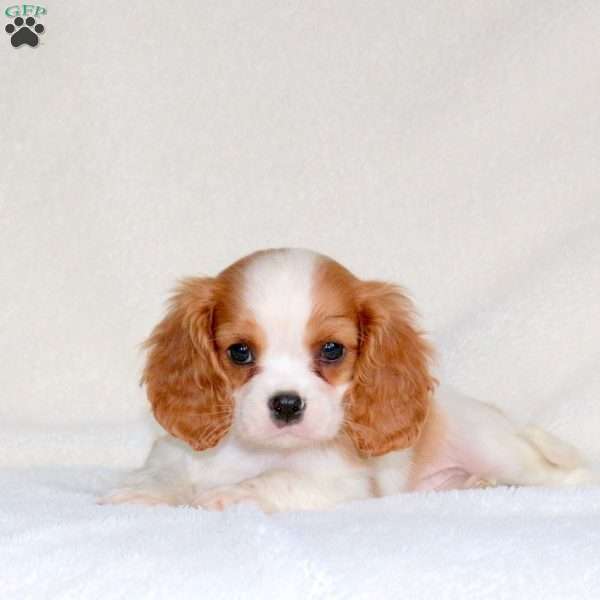 Cody, Cavalier King Charles Spaniel Puppy