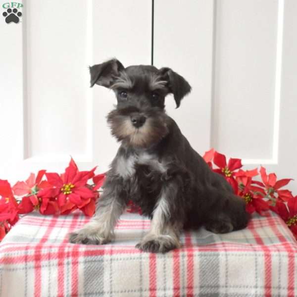 Cody, Miniature Schnauzer Puppy