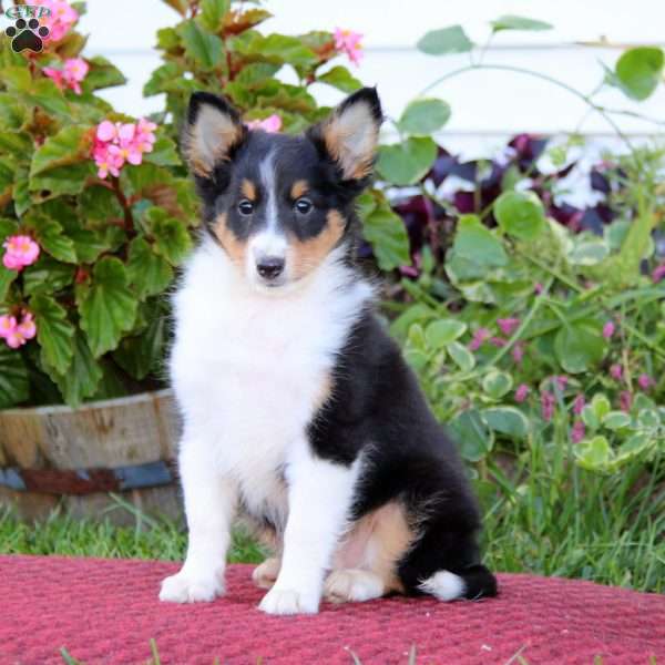 Cody, Sheltie Puppy