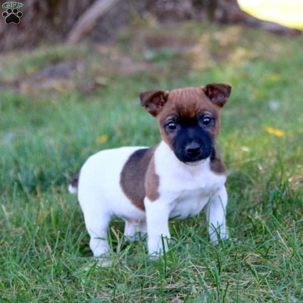 Cody, Jack Russell Terrier Puppy