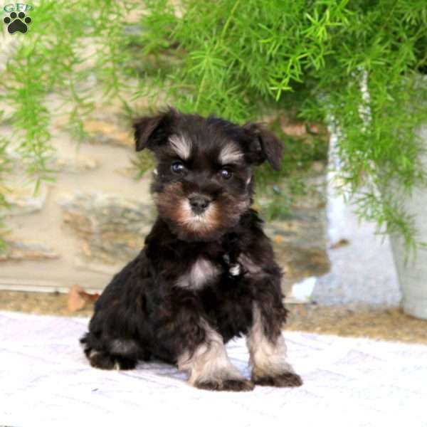 Cody, Miniature Schnauzer Puppy