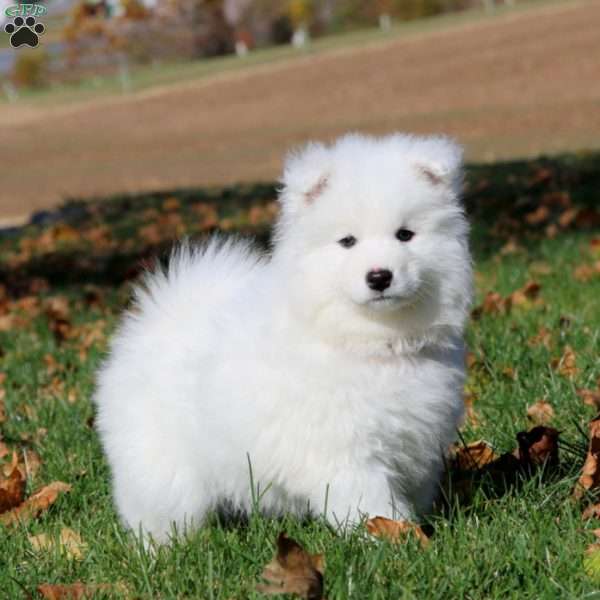 Cody, Samoyed Puppy