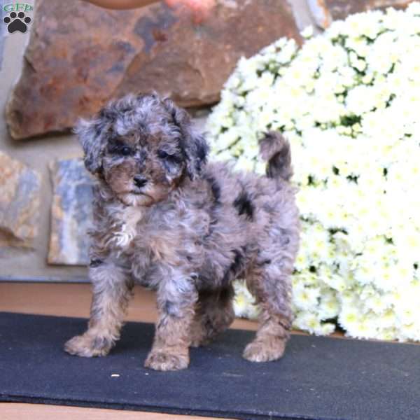 Cody, Miniature Poodle Puppy