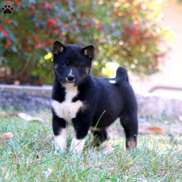 Cody, Shiba Inu Puppy