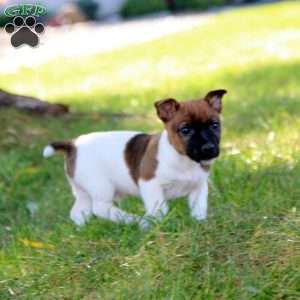 Cody, Jack Russell Terrier Puppy