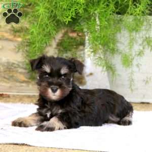 Cody, Miniature Schnauzer Puppy