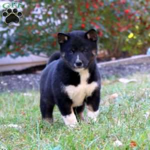 Cody, Shiba Inu Puppy