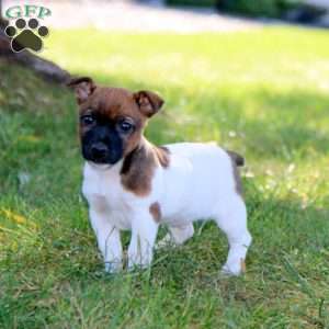 Cody, Jack Russell Terrier Puppy