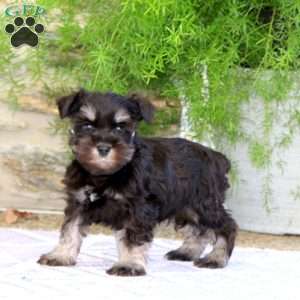 Cody, Miniature Schnauzer Puppy