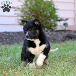 Cody, Shiba Inu Puppy