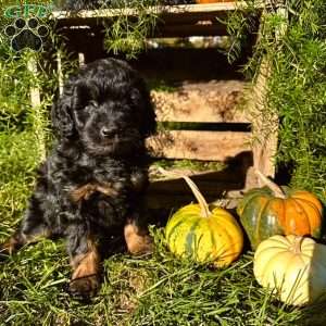 Cody, Mini Goldendoodle Puppy