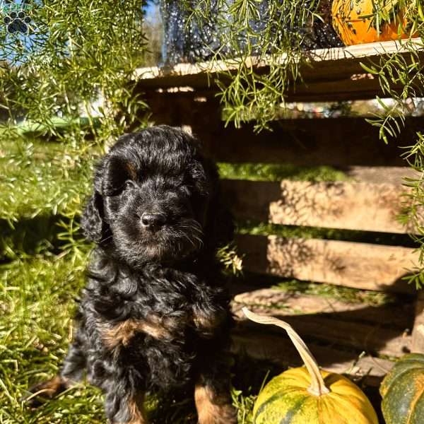 Cody, Mini Goldendoodle Puppy