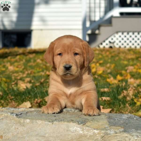 Colby, Fox Red Labrador Retriever Puppy