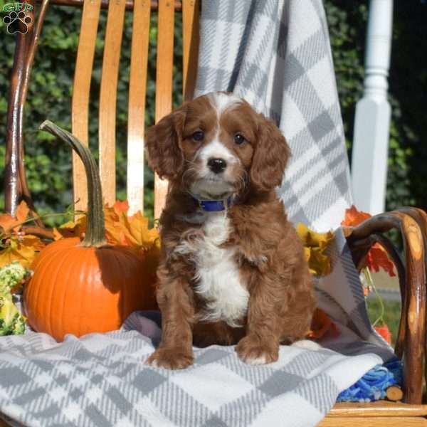 Colby, Cavapoo Puppy