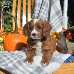 Colby, Cavapoo Puppy